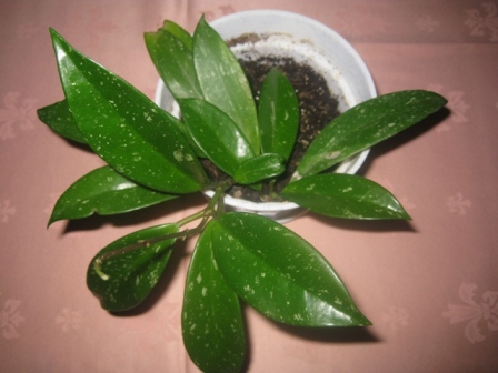 H. pubicalys Silver Pink.jpg