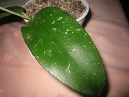 H. Sp. Tam Dao.jpg
