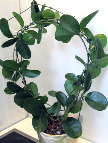 Hoya Australis.jpg