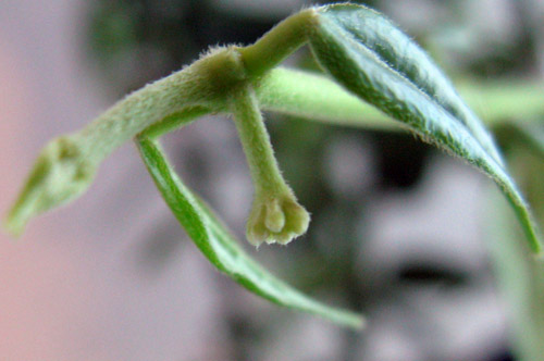 бутоны bella.jpg