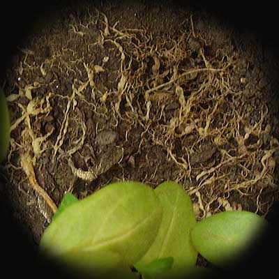 нематода copy.jpg