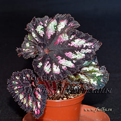 Бегония DS-Праздник: описание, характеристики, посадка и выращивание, отзывы